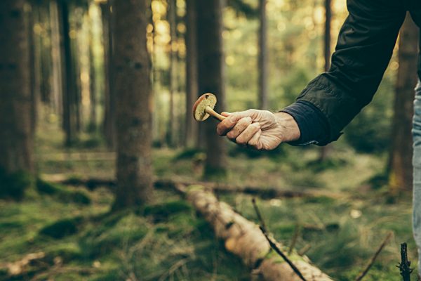 Mature man showing bay bolete mushroom, boletus badius