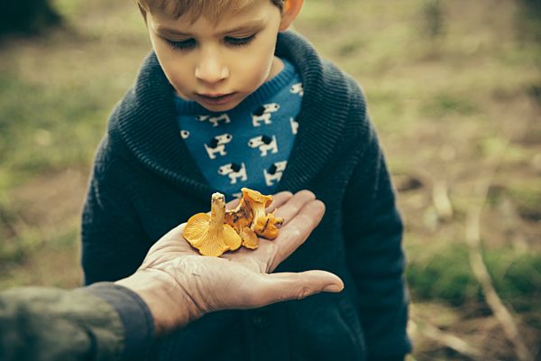 Little boy looking at chanterelle mushrooms in man's hand