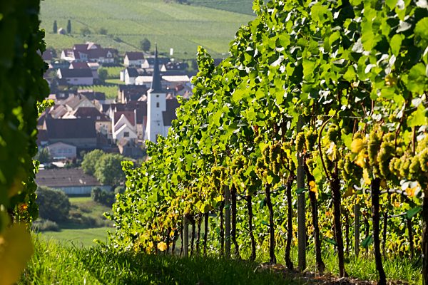Germany, Lower Franconia, Escherndorf surrounded by vinyards