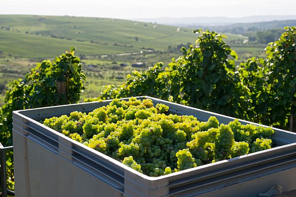 Germany, Lower Franconia, Grape harves near Kohler village, green grapes in crate
