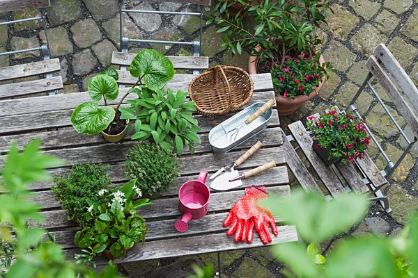 Gardening, different medicinal and kitchen herbs and gardening tools on garden table