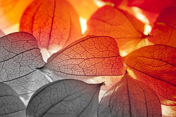 Chinese lanterns, close-up