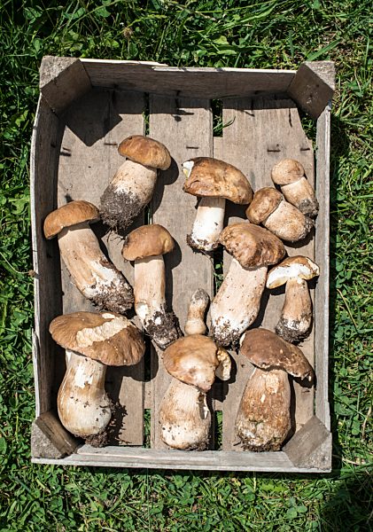 Porcini mushrooms in crate