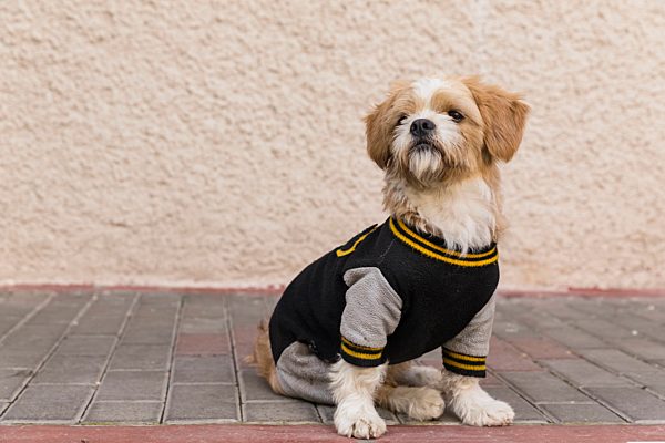 Small dog wearing jacket