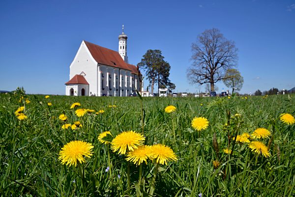 Germany, Bavaria, St. Coloman church in Schwangau near Fuessen behind dandelion meadow