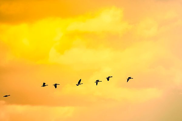 Flying geese at sunset