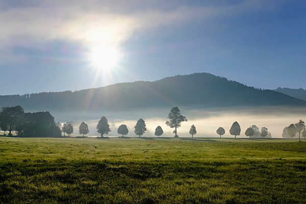 Germany, Bichl, tree-lined road at morning mist