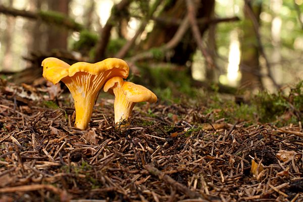 Germany, Baden-Wuerttemberg, Waldenburg Mountains, chanterelle