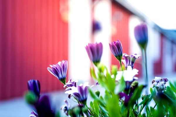 Norway, Lofoten, Vestvagoey, Kabelvag, flowers in the foreground of tradional Rorbuer houses