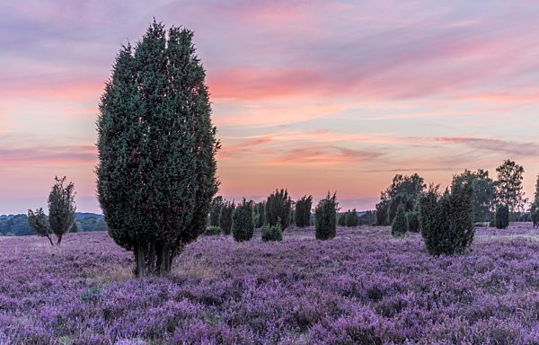 Germany, Lower Saxony, Heath district, Lueneburg Heath after sunset
