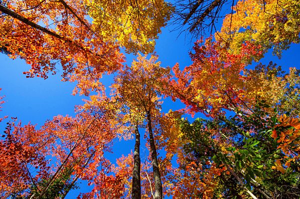 USA, Michigan, view to colourful treetops in autumn from below