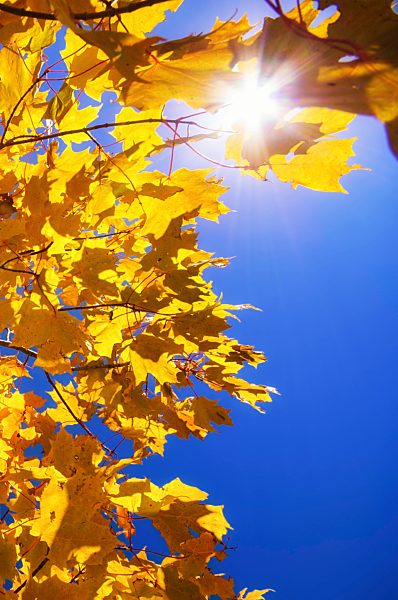 Yellow autumn foliage in front of blue sky