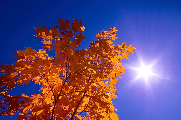 Autumn foliage in front of blue sky