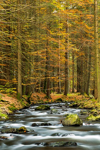 Germany, Bavaria, Bavarian Forest National Park, Kleiner Regen River near Frauenau in autumn