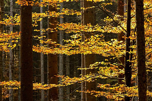 Germany, Bavaria, Bavarian Forest National Park, Autumn forest