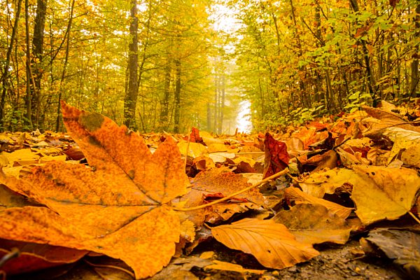 Germany, Baden-Wuerttemberg, beech forest in autumn