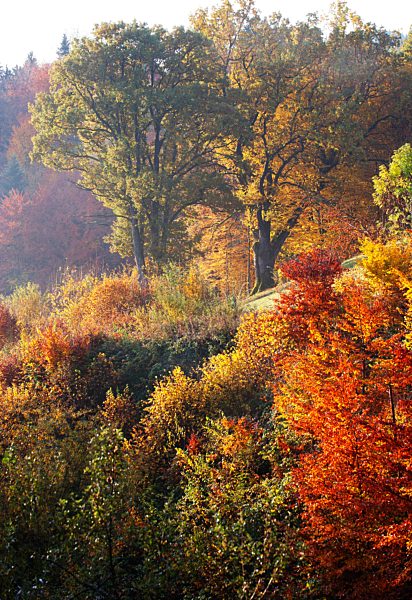 Austria, Salzkammergut, Mondsee, oak trees in autumn
