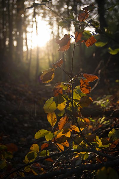 Germany, Bavaria, Landshut, branch in autumnal forest