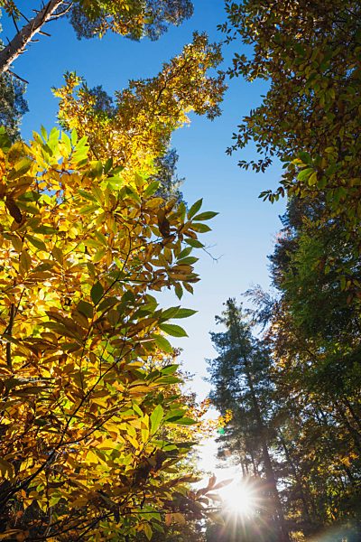 Germany, Rhineland-Palatinate, Palatinate Forest, sweet chestnut tree in autumn, Castanea sativa