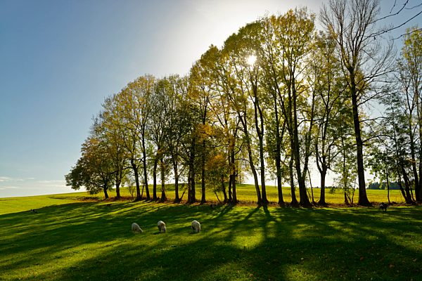 Germany, Bavaria, Upper Bavaria, Dietramszell, Trees in a row against the sun