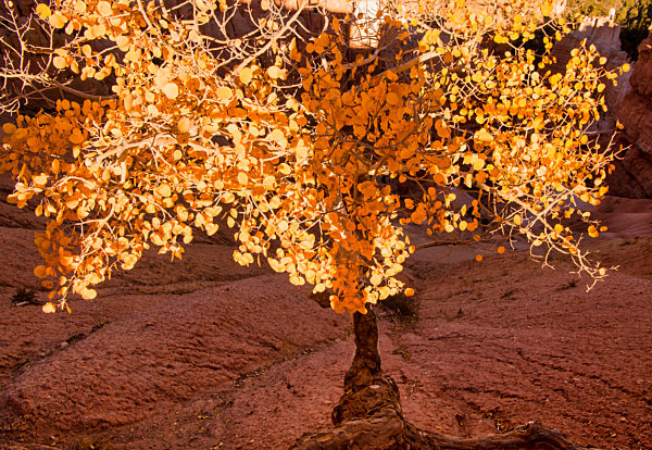 16.10.2017  Amerikanische Espe, Populus tremuloides, Bryce Canyon in Utah Nationalpark, Felsen, eine Espe in der untergehenden Sonne golden beleuchtet