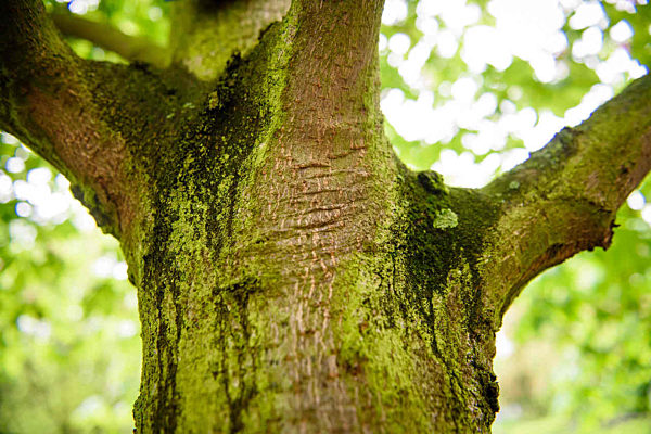 Berliner Kastanien haben neuen Feind