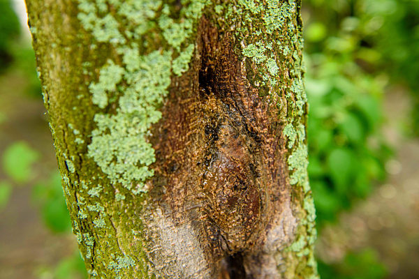 Berliner Kastanien haben neuen Feind