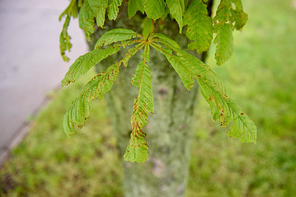 Berliner Kastanien haben neuen Feind