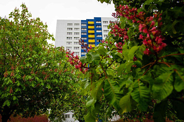 Berliner Kastanien haben neuen Feind