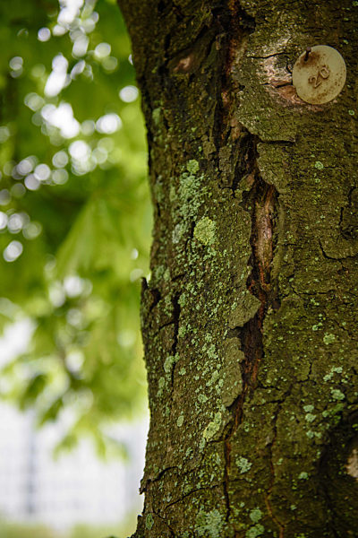 Berliner Kastanien haben neuen Feind