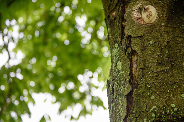 Berliner Kastanien haben neuen Feind