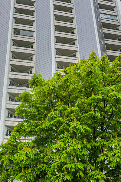 Berliner Kastanien haben neuen Feind