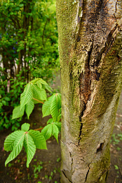 Berliner Kastanien haben neuen Feind