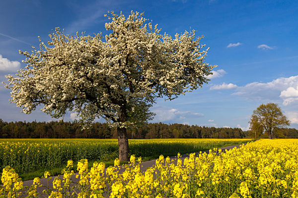 Fruehling in Brandenburg