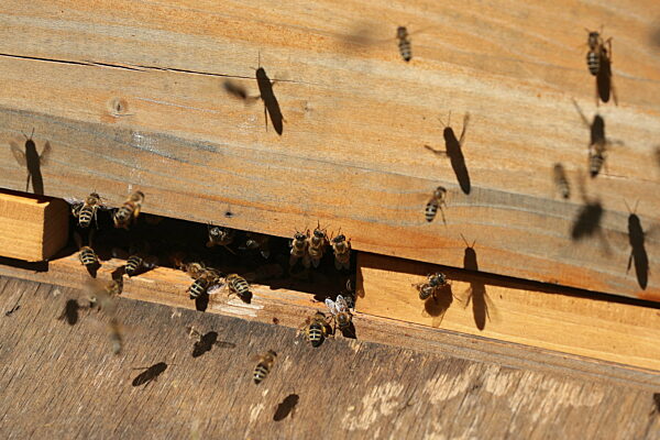 Neuenhagen, Deutschland, Bienen werfen im Anflug auf ihren Bienenstock einen Schatten auf das Holz der Bienenbeute