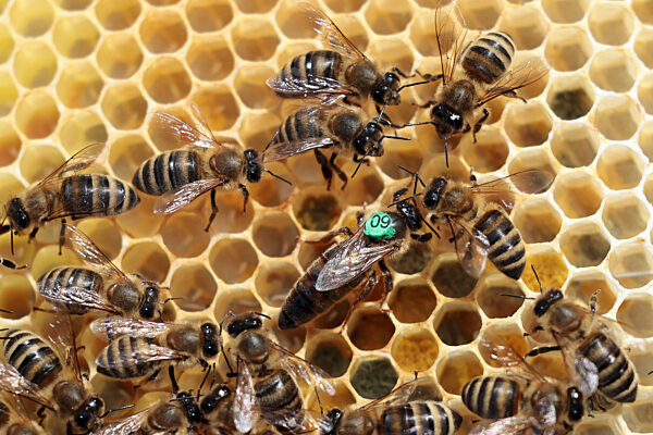 Neuenhagen, Deutschland, Honigbienen und gruen gekennzeichnete Bienenkoenigin auf einer Brutwabe