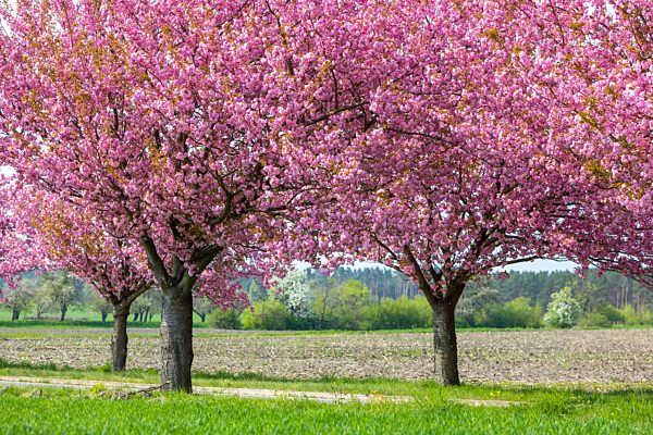 Fruehling in Brandenburg