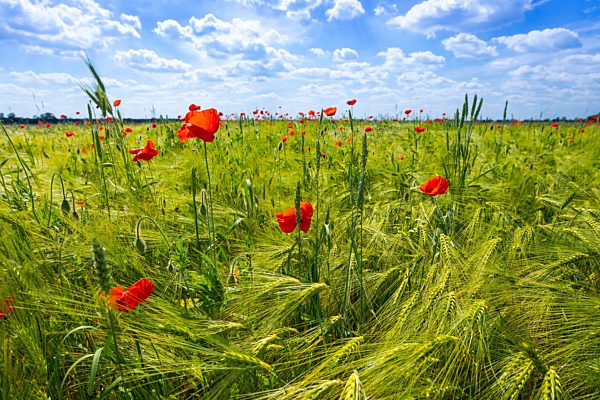 Sommer in Brandenburg
