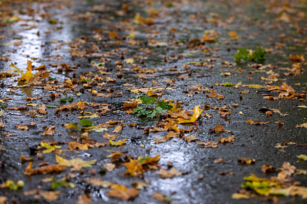 Symbolfoto Regenwetter im Herbst