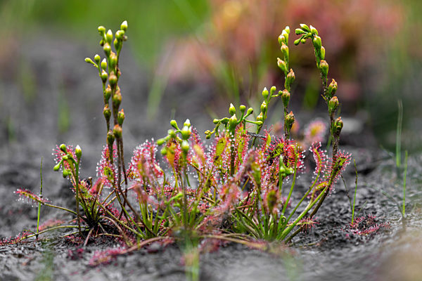 Sundew (drosera)