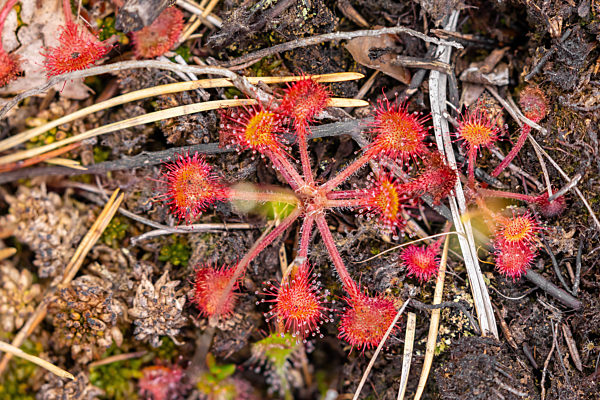 Sundew (drosera)