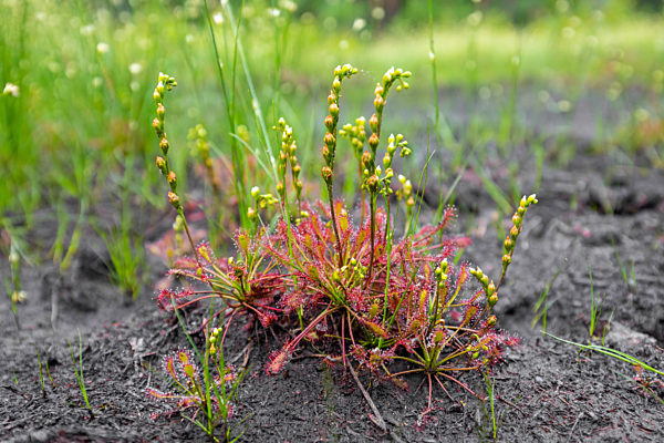 Sundew (drosera)