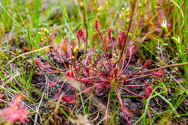 Sundew (drosera)