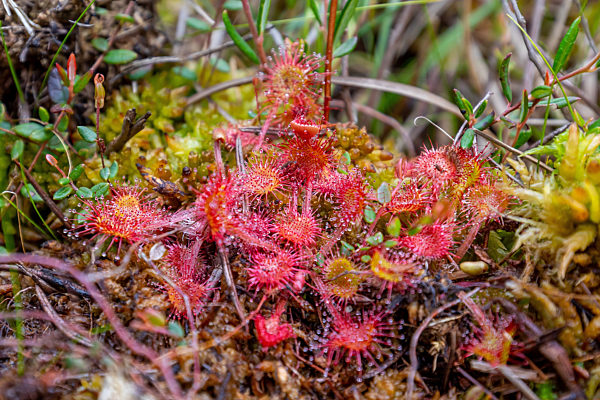 Sundew (drosera)