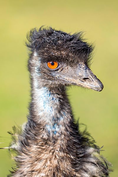 Emu