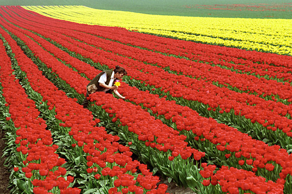 Tulpenfelder (Archivfoto und Text 1994)