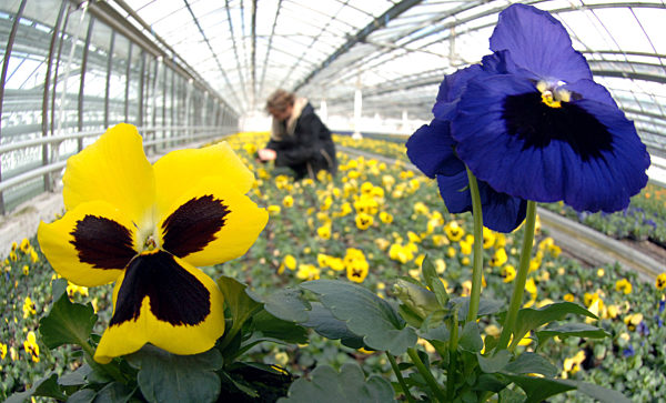 Frühlingsblumen in Genthiner Gewächshäusern