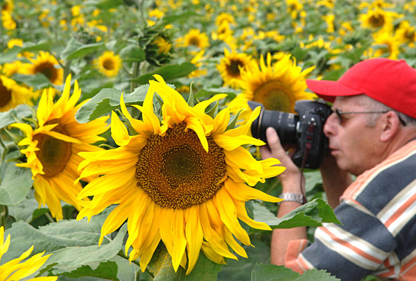 Ein Sonnenblumen-Feld in der Altmark