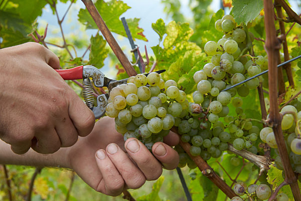 Rieslinglese an der Mosel hat begonnen