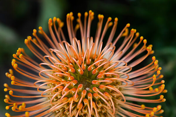 Extreme close up spiny orange pincushion flower
